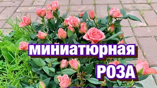 Миниатюрные розы. Роза Кордана. Роза Патио. Как сажать? Уход после посадки.