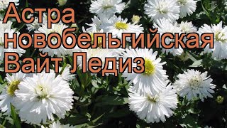Астра новобельгийская Вайт Ледиз (aster white ladies) ? обзор: как сажать, саженцы астры Вайт Ледиз