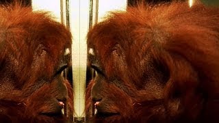 Orangutan recognises himself! | Extraordinary Animals | Earth