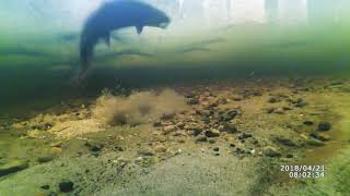 Рыбалка. Подводный мир. Ленок 2кг./ Fishing.Underwater world.Lenok 2kg.