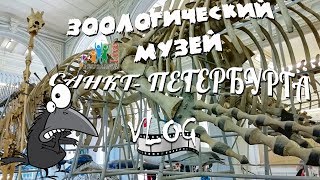 VLOG. Зоологический Музей Санкт- Петербурга.