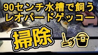 90cm水槽で飼うレオパードゲッコーのケージを掃除！【ヒョウモントカゲモドキ】