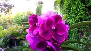 Vanda orchid