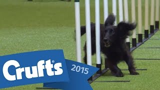 Agility - Crufts Singles Final: Small, Medium and Large | Crufts 2015