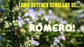 Cómo obtener semillas de Romero...