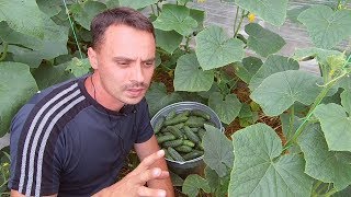 Выращивание огурцов / Как получать большой урожай огурцов круглый год