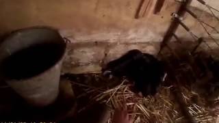 Вьетнамская свинья с поросятами 12 часов отроду.
