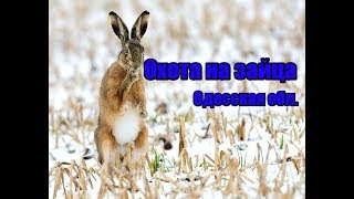 Охота на зайца | Одесская область