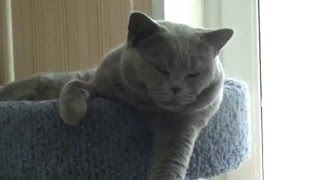Голубой британский кот. Питомник SILVERY SNOW.