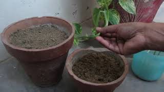 3 Easy Ways To Grow Money Plant From Cutting & Update | Urdu/Hiindi