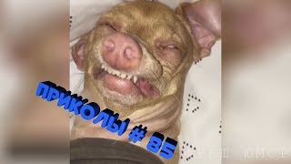 ЛУЧШИЕ ПРИКОЛЫ СЕНТЯБРЬ 2018 самые свежие подборки фреш юмор #85