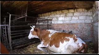 Корова, которой не везёт. (Истории ветеринара)