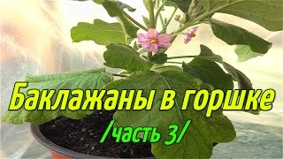 Баклажаны в горшке(часть-3). Цветение. Баклажаны выращивание в горшке зимой.