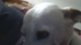 Gay Dog licks Gay Dog face WARNING: GAY PUPPY LOVE