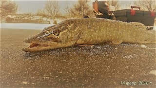 Щука АТАКУЕТ ЖЕРЛИЦЫ!!!Карпики нежданчики клюют на мормышку.Зачётная зимняя РЫБАЛКА!!!