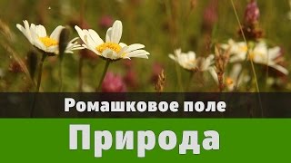 Ромашковое поле