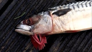 Fishing pike attack mackerel. Fiske gädda attacker makrill. Pesca lucio ataque caballa. Рыбалка щука