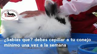 Conejo-cepilado de pelo, higiene y cuidado