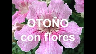 FLORES de otoño y siembra para primavera (Hemisferio SUR)