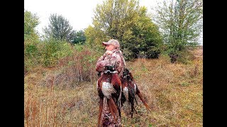 Чумовое открытие охоты на фазана 2019, часть 1,  pheasant hunting