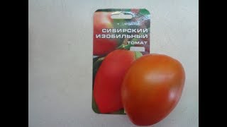 ТОМАТ СИБИРСКИЙ ИЗОБИЛЬНЫЙ В ОТКРЫТОМ ГРУНТЕ. Ольга Чернова.