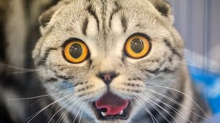 Смешные Демотиваторы про Котэ.