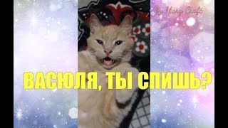 ВАСЮЛЯ, ТЫ СПИШЬ? Угу... ГОВОРЯЩИЙ КОТ ПОКОРИЛ СЕРДЦА МИЛЛИОНОВ / Кот говорит
