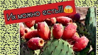 Съедобные кактусы. Как есть опунцию, кактус фига. Можно ли есть кактусы. Какие кактусы на вкус.