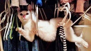 ? Cutest And ? Funniest ? Cats and ? Dogs - Funny Pet Animals' Life