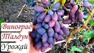 Виноград Талдун. Урожай и особенности гибридной формы