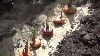 Высаживаем  луковицы гладиолусов. Planting bulbs Gladiolus