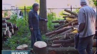 Самовольная вырубка дубов