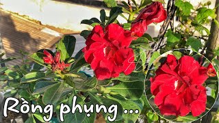 SỨ THÁI GHÉP - RỒNG PHỤNG | HOA BA TRỒNG ?