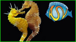 Welke AQUARIUMVISSEN kan je EENVOUDIG KWEKEN? | Aquarium Sunshine Valley