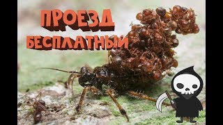 ВРАГ МУРАВЬЁВ или Acanthaspis petax.ТРУПОВОЗ , ant killer