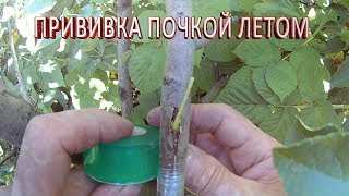 Как привить яблоню летом.Окулировка летом.Сроки прививки деревьев.Садоводство и огородничество