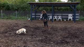 Hetzangeltraining mit dem Hund - so geht es richtig! von Pia Gröning