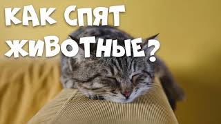 Как спят животные?