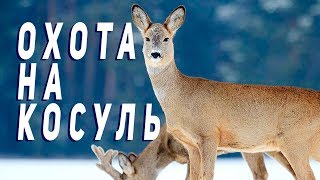 Отличная охота!! Косули вышли прямо на камеру!! Редкие кадры!
