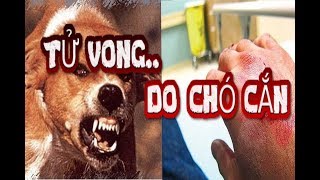 Hòa Bình: sốc khi gia đình bị chó dại cắn, làm 2 người tử vong
