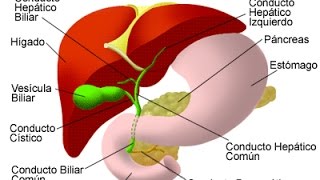 Plantas medicinales para el hígado
