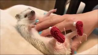 CUTEST HEDGEHOG EVER | COMPLICATION  | 2017 | PART 1
