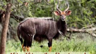 Africa Song for Kids | Meet African Animals