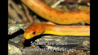 The Year of the Snake