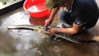 Rắn Ri Cá Khổng Lồ 3Kg Hầm Sả Siêu Ngon