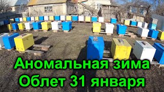 Аномально теплая зима пчелы летают