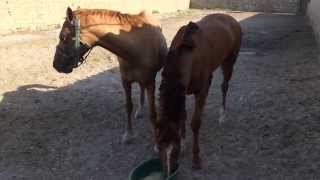 Мои Карабахи Лачын и Сюрьмяли. My Karabakh horses