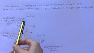 Билет 031. ВЕГЕТАТИВНАЯ НЕРВНАЯ СИСТЕМА, ФУНКЦИИ, ОСОБЕННОСТИ СТРОЕНИЯ.