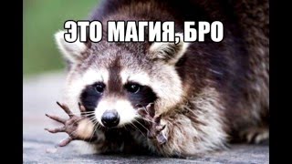 Факты о которых вы не знали!/ Коты Воители