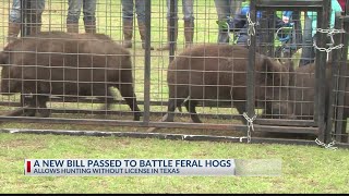 Gov. Abbott signs Hughes' bill to allow killing feral hogs without license